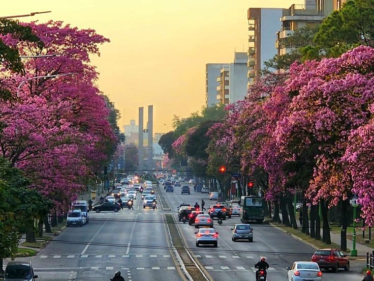 Lapachos rosados en la avenida Mate de Luna de San Miguel de Tucumán